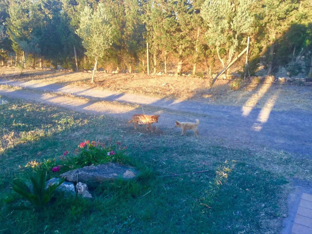 Agriturismo Sogno Latino Iglesias Exteriér fotografie
